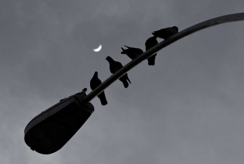 image of birds on a lamp