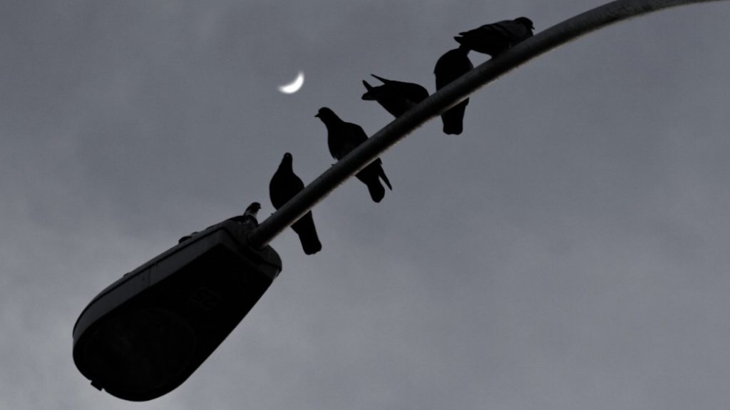 image of birds on a lamp